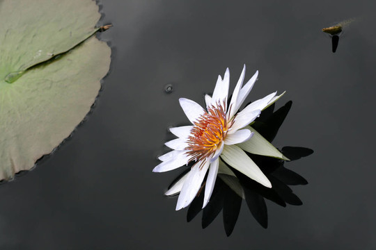 水百合