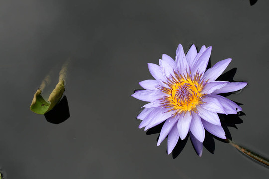 水百合