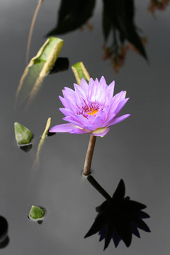 水百合