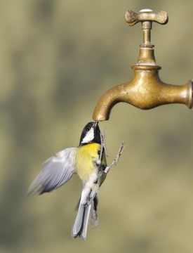 鳥和水龍頭。