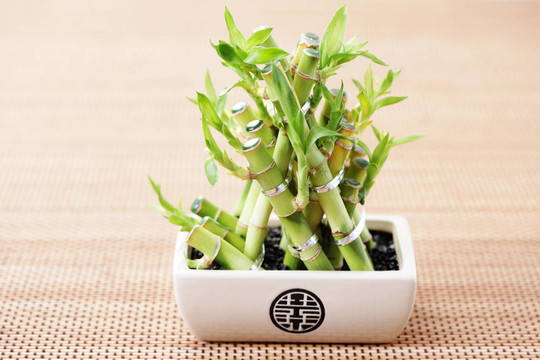 綠色的竹子