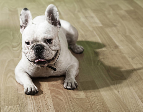 法國(guó)斗牛犬