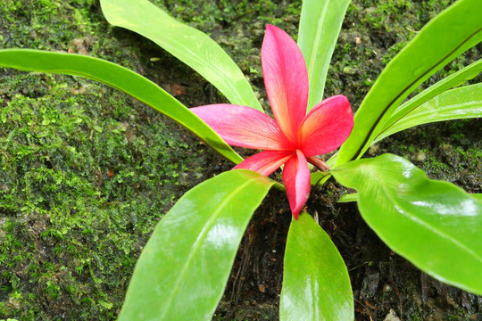 素馨花