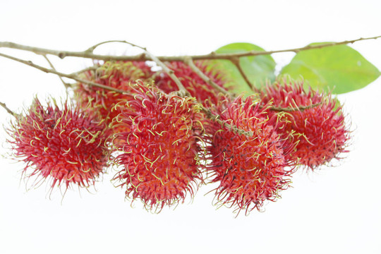 束紅毛丹