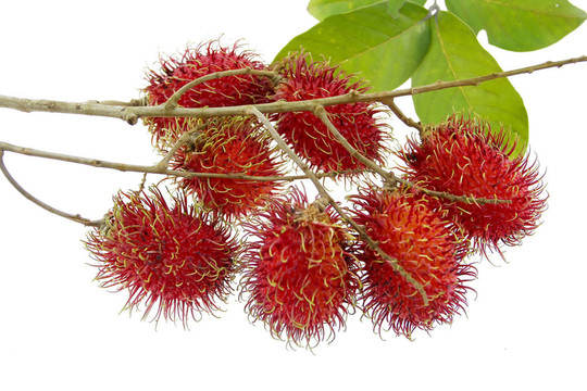 一堆紅毛丹
