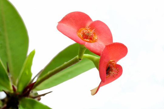 兩朵紅色的花