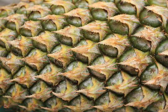 菠蘿特寫(xiě)