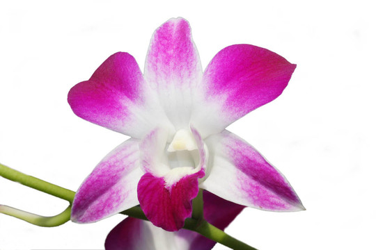 蘭花花