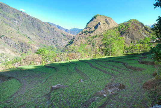 喜馬拉雅山的稻田