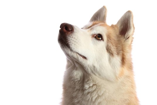 Husky Dog看了