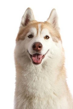 友好的Husky Dog