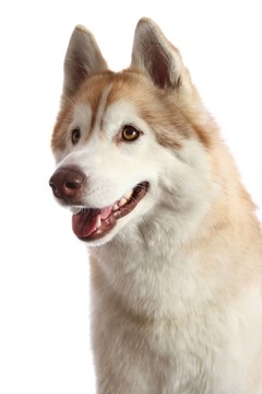 Husky Dog的肖像