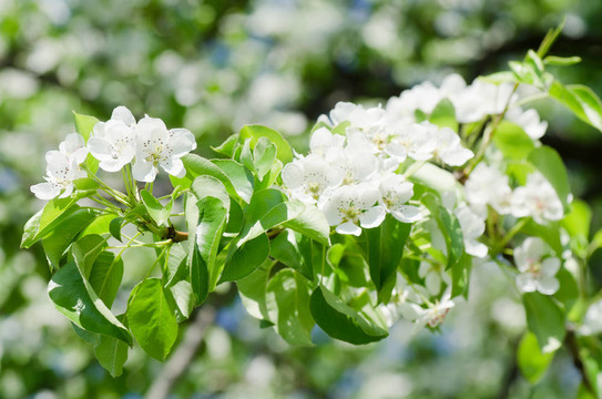 在春天開(kāi)花的蘋果樹(shù)