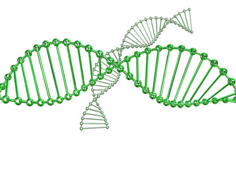 基因在DNA