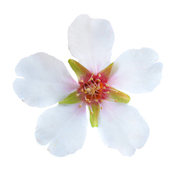 杏仁白的花