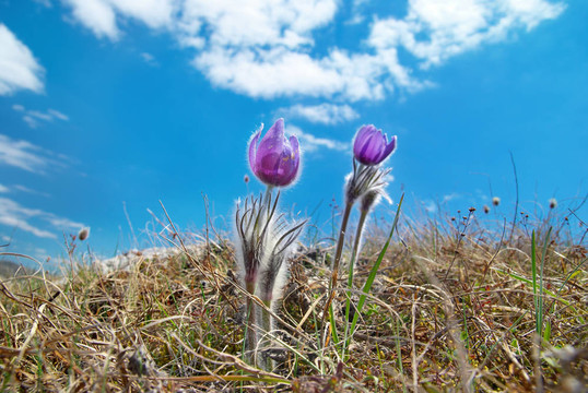 Flower Pasqueflower（Pulsatilla patens）