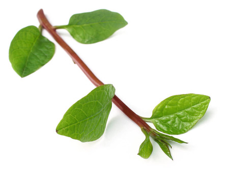 木耳菜