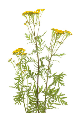 艾菊