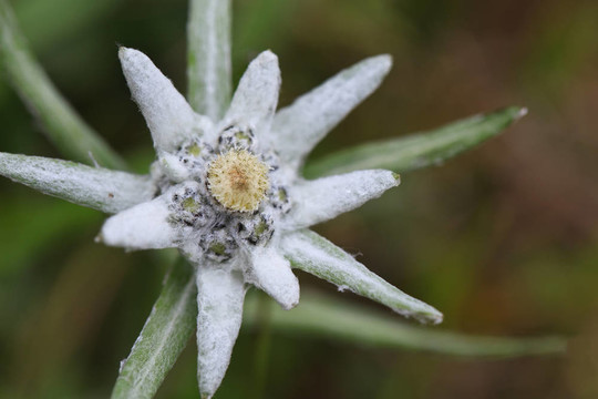 雪絨花