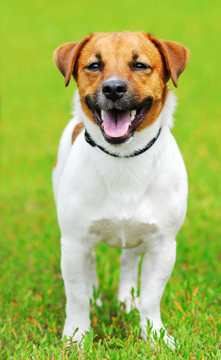 Jack Russell梗犬
