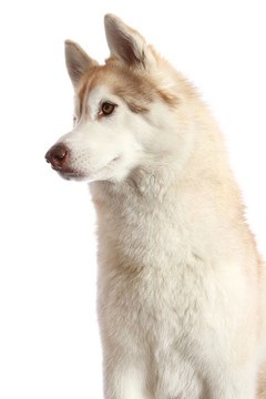 Husky Dog的肖像
