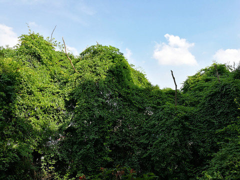 綠色植被