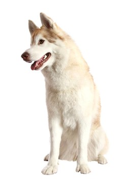 Husky Dog的肖像