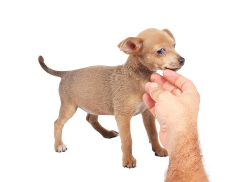 俄羅斯玩具獵犬在白色背景