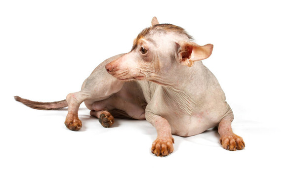 中國冠毛犬幼犬