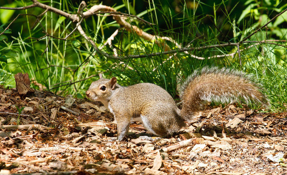 Gray Squirrel的木屑小徑