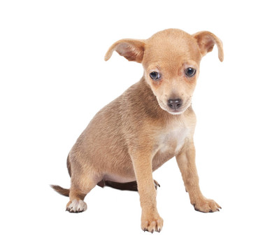 俄羅斯玩具獵犬在白色背景