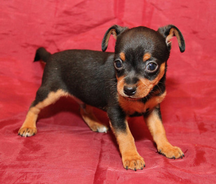 俄羅斯玩具犬