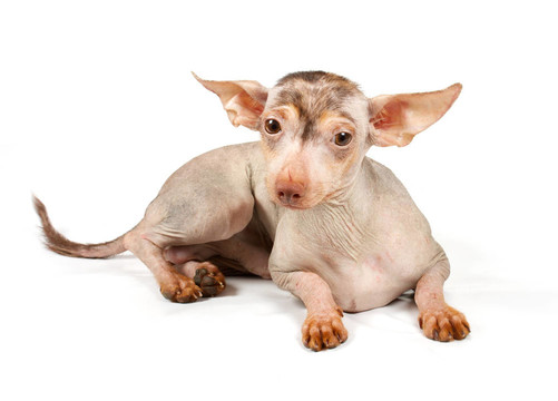 中國冠毛犬幼犬
