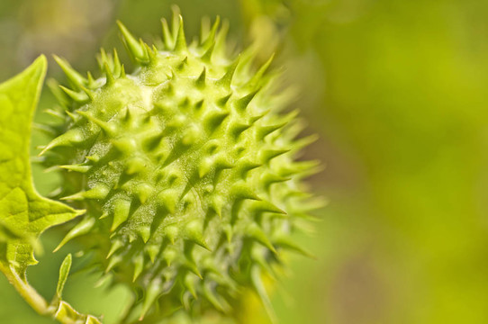 thornapple