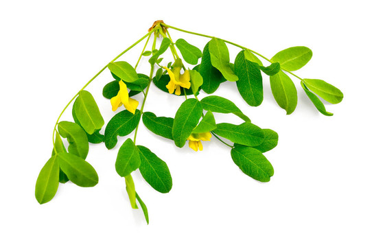 合歡花的小枝