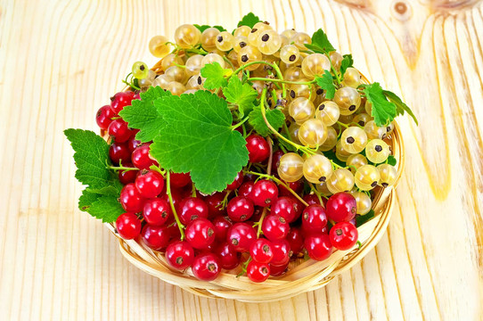 在一片白色和紅醋栗