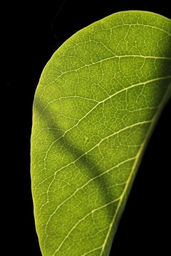 葉的結(jié)構(gòu)