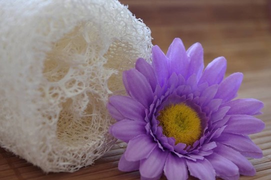 絲瓜花