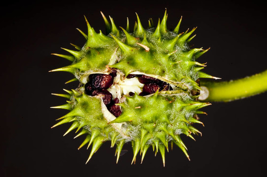 thornapple