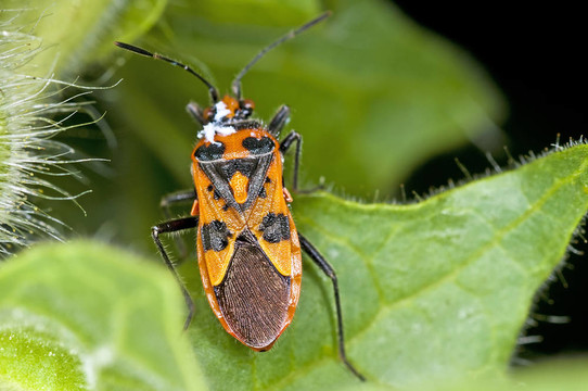 竊聽Coryzus hyoscyami L.