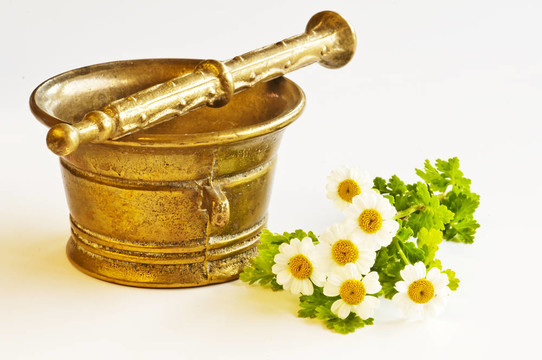 砂漿和小白菊