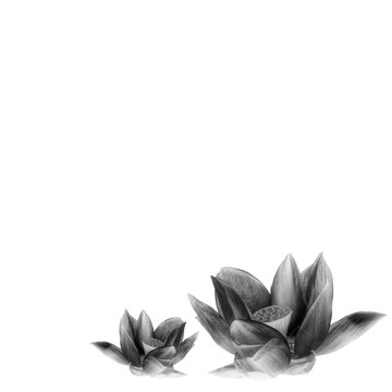 詳細的神圣蓮花在黑色和白色隔離白色背景與復(fù)制空間