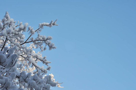 樹枝上的雪和冰