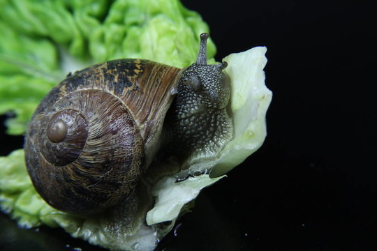 生菜葉上蝸牛的最前沿