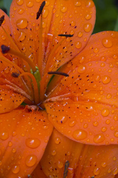 Tiger Lily（Titus Munson Coan）在雨中