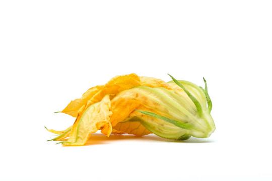 西葫蘆開花
