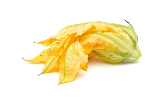 西葫蘆開花