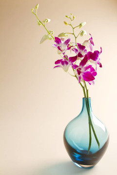 背景藍(lán)花瓶里的蘭花