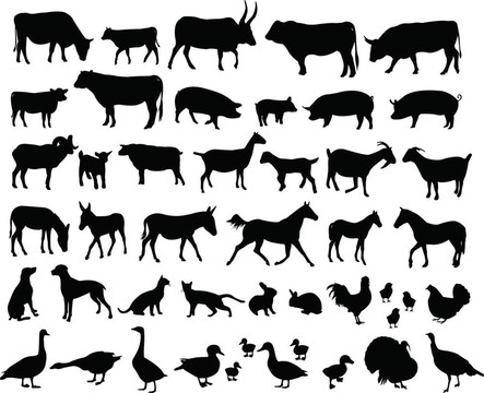 農(nóng)場里的動物