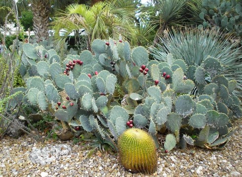 仙人掌花園